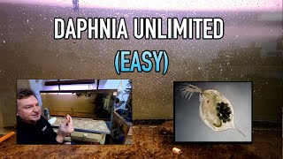 How I Raise Daphnia Water Fleas And You Can Too [upl. by Jutta]