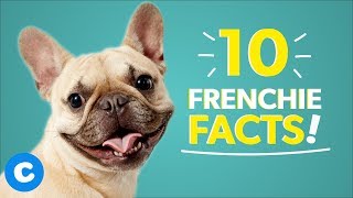 French Bulldog 101 10 Facts about Frenchies  Chewy [upl. by Codd]