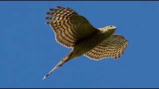 Sparrowhawk Bird Call Bird Song [upl. by Aitropal]