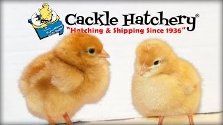 A Cackle Hatchery Day [upl. by Amzu]