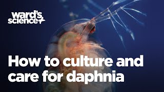 Caring and Culturing for Daphnia [upl. by Einahpad224]