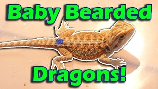 Touring a Bearded Dragon Breeder Facility [upl. by Nohtan323]