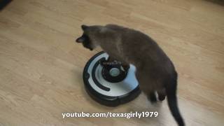 Cat shows HOW TO use iRobot Roomba Vacuum [upl. by Elfstan]