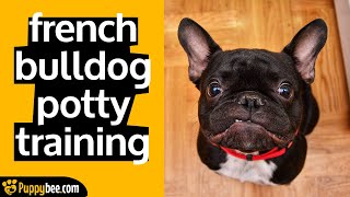 Potty Training Tips For French Bulldog Puppy [upl. by Berck]