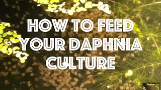 How To Feed Your Daphnia Culture [upl. by Eddy746]