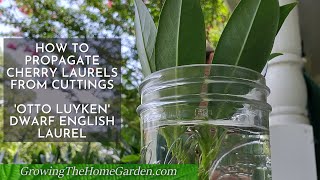 How to Propagate Otto Luyken CherryEnglish Laurel from Cuttings [upl. by Fiora]