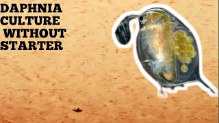 HOW TO CULTURE DAPHNIA NATURALLY WITHOUT A STARTER [upl. by Oniluap386]