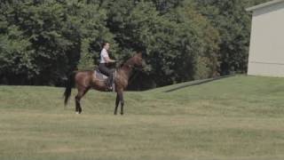 Saddlebred Riding Lesson [upl. by Kellene957]