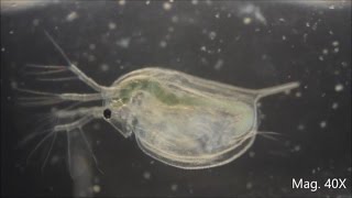 Daphnia magna under the Microscope [upl. by Yurt]