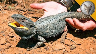 BEARDED DRAGON  Finally Caught One [upl. by Madanhoj]