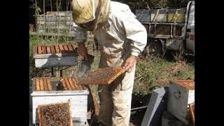 Comment élever les abeilles pour produire du miel et de la propolis [upl. by Gervais797]