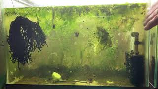 Scuds Daphnia Cherry Shrimp Copepods My aquatic food culture [upl. by Aver]