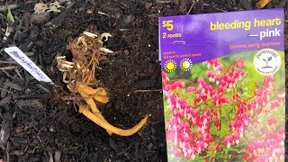 Bleeding Heart Plant 1 year update  How to plant a bleeding heart root the correct way [upl. by Arria]