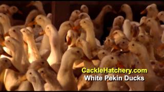 White Pekin Duck Breed Breeder Flock  Cackle Hatchery [upl. by Lebiralc11]