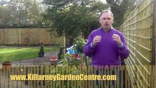 How to plant laurel hedge  Killarney Garden Centre [upl. by Lowry]