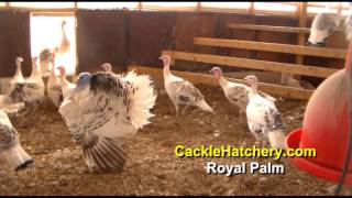 Royal Palm Turkey Breed Breeder Flock  Cackle Hatchery [upl. by Nidak328]