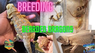 Breeding Bearded Dragons [upl. by Niabi]