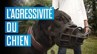 Comment canaliser l’agressivité du chien [upl. by Hayden]