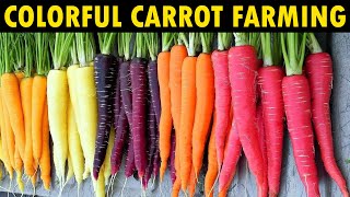 Growing different Color Carrots  Carrot Farming [upl. by Orabla]