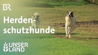 Herdenschutzhunde  Unser Land  BR Fernsehen [upl. by Derrej319]