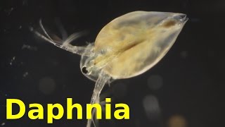 Daphnia [upl. by Caye]