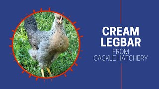 Cream Legbar Chickens  Cackle Hatchery [upl. by Australia]