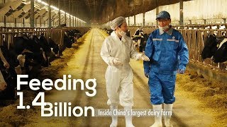 Feeding 14 Billion Inside Chinas largest dairy farm [upl. by Israeli]