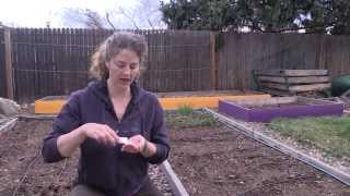 The EASY Way to Plant Carrot Seeds [upl. by Anitroc]