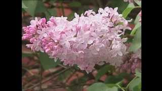 Gardening in the Zone Lilacs [upl. by Dekow]