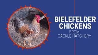 Bielefelder Chicken  Cackle Hatchery [upl. by Vannie]