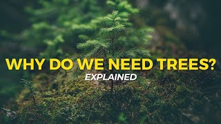 Why Do We Need Trees  Eco Facts  One Tree Planted [upl. by Dewhurst]