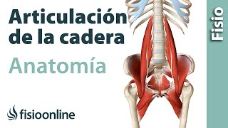 ARTICULACIÓN DE LA CADERA Anatomía huesos ligamentos movimientos y curiosidades [upl. by Marka]