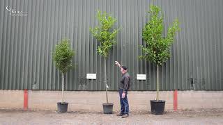 Laurel Trees  Create privacy in your garden with an evergreen screen [upl. by Napra248]