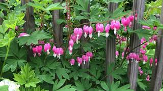 CUTTING BACK BLEEDING HEART  DICENTRA SPECTABILIS [upl. by Madra647]