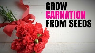 How to grow carnations from seeds [upl. by Adlanor]