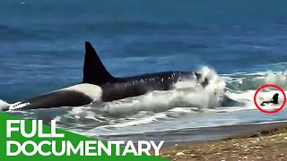 On the Wild Coasts of Patagonia  Free Documentary Nature [upl. by Charlene402]