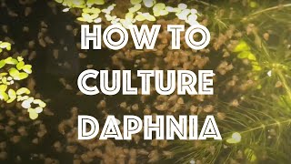 How To Culture Daphnia Magna [upl. by Shalne131]