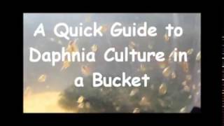 How to culture daphnia outside [upl. by Rebekah]