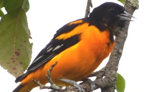 Baltimore Oriole Bird Call  Song  Sounds [upl. by Koffler]