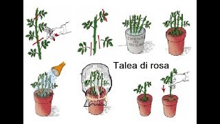 Talea di rosa [upl. by Powell]