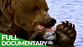 Majestic Bears of Alaska amp British Columbia  Free Documentary Nature [upl. by Laine]