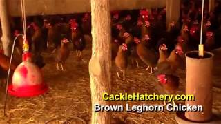 Brown Leghorn Chicken Breed Breeder Flock  Cackle Hatchery [upl. by Honeyman603]