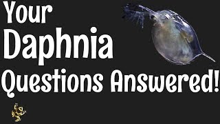 Daphnia Questions Answered [upl. by Aneez]