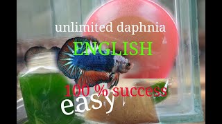 daphnia moina culture Easy way Unlimited production English  with sub Green water Chlorella [upl. by Aurel]