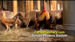 Golden Phoenix Bantam Chicken Breed Breeder Flock  Cackle Hatchery [upl. by Owain253]