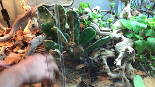 How to setup a BioActive Bearded Dragon terrarium  Self cleaning amp maintaining [upl. by Yelnoc]