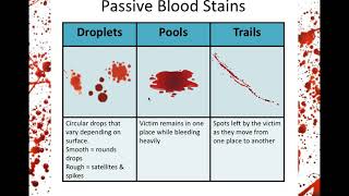 Blood Spatter Analysis [upl. by Nnyleuqaj]