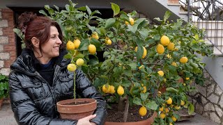 MARGOTTA DI LIMONE 🍋 COME FARE IL TRAPIANTO [upl. by Lemay]