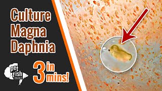 How to culture DAPHNIA MAGNA  The easy way [upl. by Dorr]