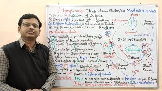 Diabetes Mellitus Part10 Mechanism of Action of Sulfonylurease  Antidiabetic Drugs  Diabetes [upl. by Smitty]